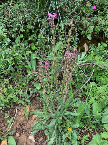 Pedicularis lachnoglossa