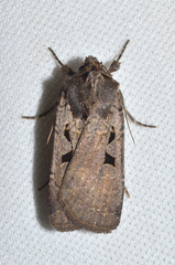 Parabagrotis formalis