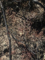 Eriogonum nortonii