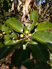 Sarcomelicope simplicifolia