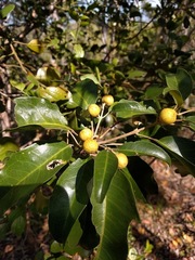 Sarcomelicope simplicifolia