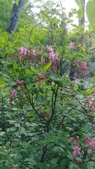 Rhododendron prinophyllum