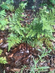 Rumohra adiantiformis