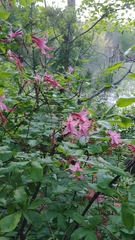 Rhododendron prinophyllum