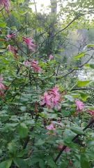Rhododendron prinophyllum