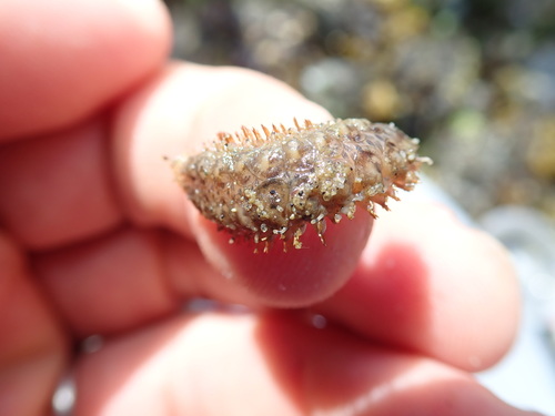 Halosydna brevisetosa
