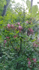 Rhododendron prinophyllum