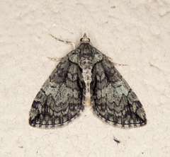 Hydriomena crokeri