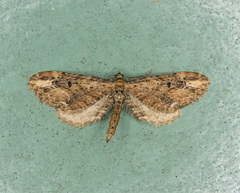 Eupithecia subapicata