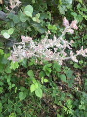 Cystotheca lanestris