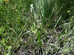 Platanthera dilatata leucostachys