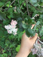 Cystotheca lanestris