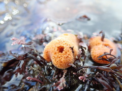 Homaxinella amphispicula