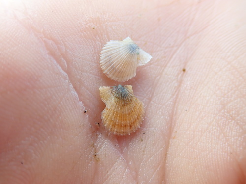 Chlamys hastata