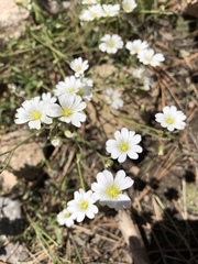 Cerastium arvense strictum