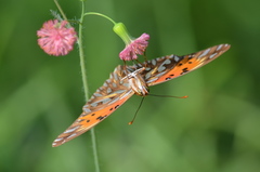 Dione vanillae maculosa