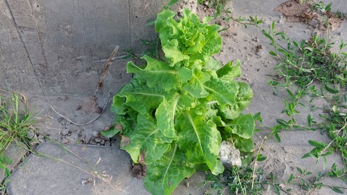 Lactuca sativa