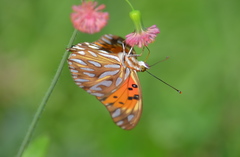 Dione vanillae maculosa