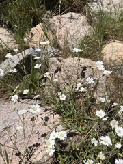 Cerastium arvense strictum