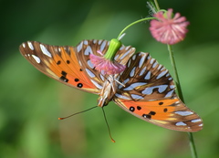 Dione vanillae maculosa