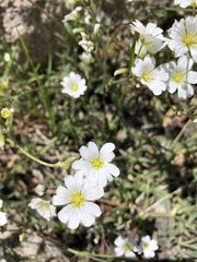 Cerastium arvense strictum
