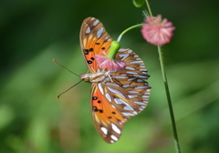 Dione vanillae maculosa