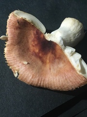 Russula puellaris