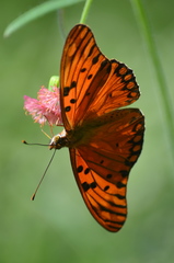 Dione vanillae maculosa