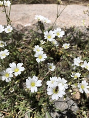 Cerastium arvense strictum