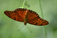 Dione vanillae maculosa