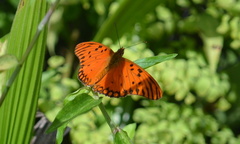 Dione vanillae maculosa