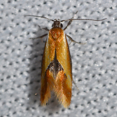 Batia lunaris