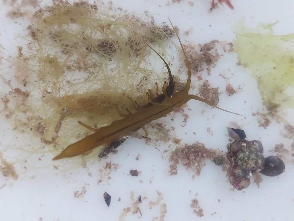 Stenosoma acuminatum