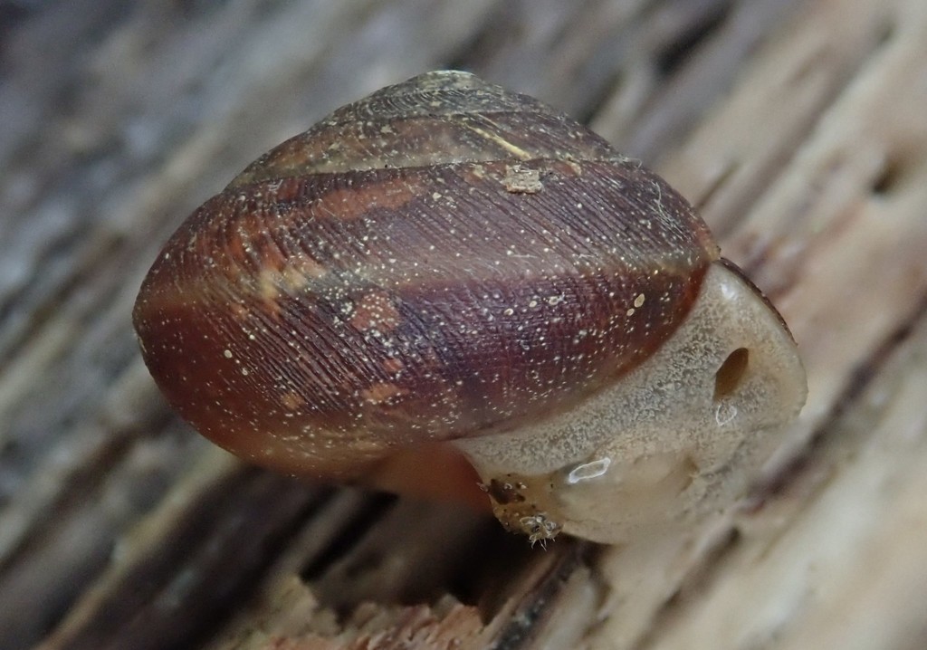 Dome Snails