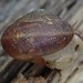 Dome Snails - Photo (c) Barb Graham, some rights reserved (CC BY-NC), uploaded by Barb Graham