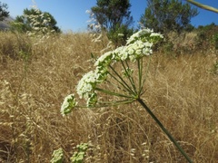 Perideridia kelloggii