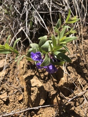 Scutellaria brittonii