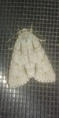 Acronicta lobeliae