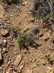 Scutellaria brittonii