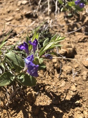 Scutellaria brittonii