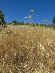 Perideridia kelloggii