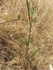 Perideridia kelloggii