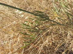 Perideridia kelloggii