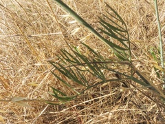 Perideridia kelloggii