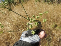 Perideridia kelloggii