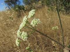 Perideridia kelloggii