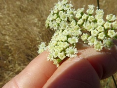 Perideridia kelloggii