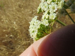 Perideridia kelloggii