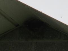 Petrochelidon pyrrhonota