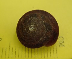 Ventridens intertextus